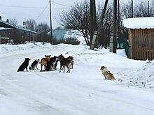          По улицам Верхошижемья уже неделю бегает стая собак       