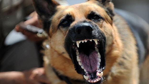 Двенадцать пород собак признаны в России потенциально опасными для людей