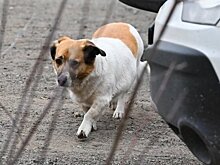 В выходные дни казанцы смогут бесплатно привить своих домашних животных от бешенства