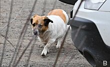 В Набережных Челнах усилят надзор за бродячими собаками