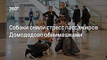 Привлечь собак к реабилитации пациентов предложили в России