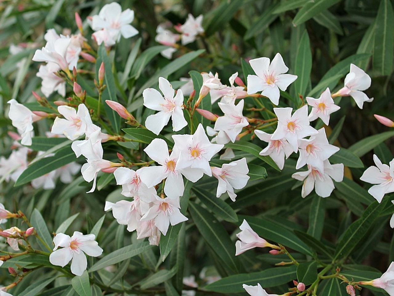 Белый Олеандр. Олеандр комнатный. White Oleander цветок. Субтропические растения с белыми цветами.