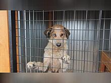 Почти 300 агрессивных собак пожизненно содержатся в приютах Читы
