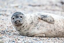 В Приморье ученые опровергли слухи о тюлене, почерневшем от угольной пыли