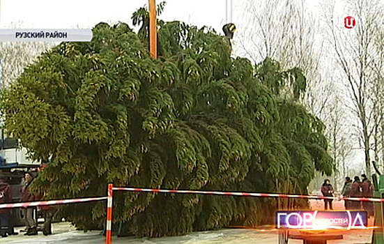 Главную новогоднюю елку привезут в Кремль в воскресенье