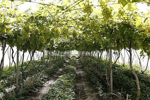 Более 6,5 тысяч гектаров новых виноградников заложили на Кубани за 10 лет