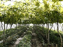 Более 6,5 тысяч гектаров новых виноградников заложили на Кубани за 10 лет