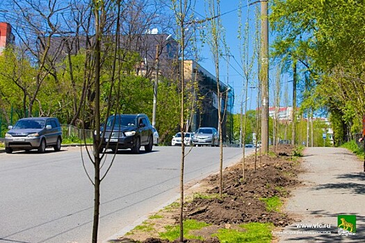 Вместо срубленных деревьев во Владивостоке высадят аллею пирамидальных тополей — видео
