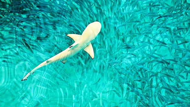5 фактов об акульем жире, которые полезно знать каждому родителю
