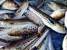 На рыбном заводе в Ленобласти выявлены угроза сибирской язвы и крысы