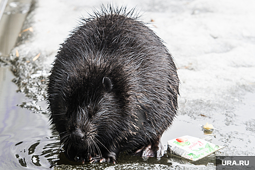 Дикий бобер искал лужу на улицах пермского города