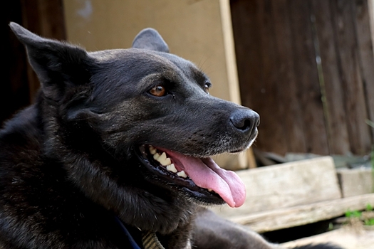 На Среднем Урале хозяина агрессивного пса заставили платить за травму ребенка
