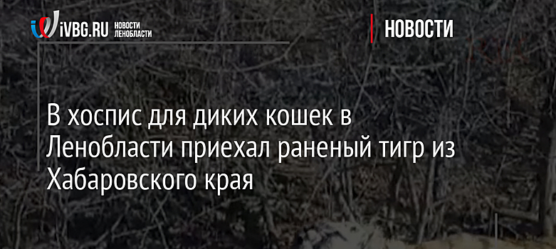 В хоспис для диких кошек в Ленобласти приехал раненый тигр из Хабаровского края