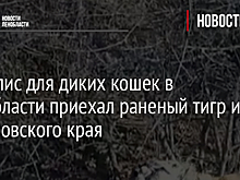 В хоспис для диких кошек в Ленобласти приехал раненый тигр из Хабаровского края