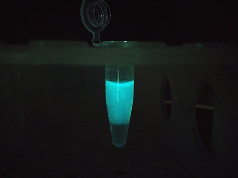 Самый маленький биолюминесцентный фермент использовали в тесте на клещевой энцефалит
