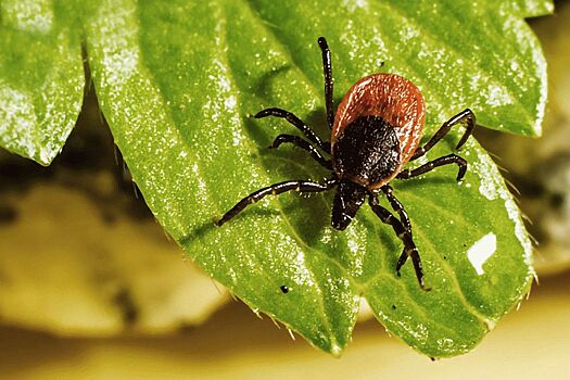 В Анапе от укусов клещей пострадало 28 человек