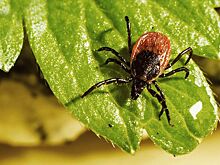 В Анапе от укусов клещей пострадало 28 человек