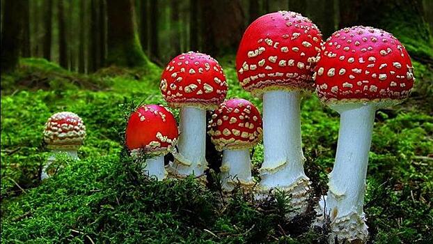 Странное поведение, тошнота и диарея. Подмосковные врачи рассказали о вреде мухоморов