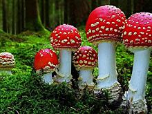 Странное поведение, тошнота и диарея. Подмосковные врачи рассказали о вреде мухоморов