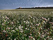 Россия резко нарастила поставки одного вида агропродукции в Китай