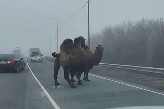 Под Саратовом два верблюда заблокировали движение по трассе и попали на видео