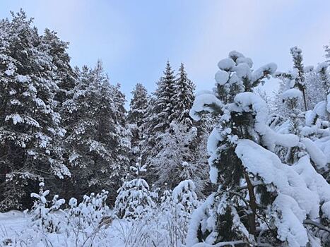 Количество выпавшего в Курганской области снега превысило норму в два раза