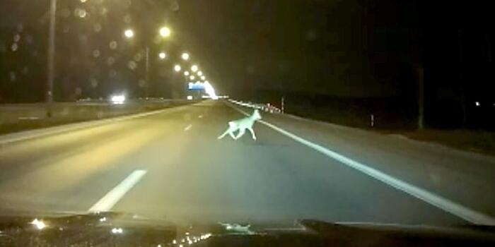 Люди думали, что водитель нетрезв, а он просто спас жизнь себе и косуле