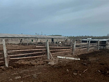 Курганский бизнесмен предлагает переоборудовать ферму в пилораму