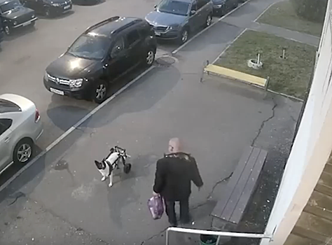 Россиянин избил соседскую собаку-колясочницу. Она получила тяжёлые травмы, а он даже не извинился