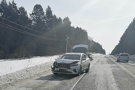 Иномарка задавила насмерть косулю на кемеровской трассе