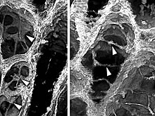 Окаменелость возрастом 407 млн лет показала, как растения стали гигантскими