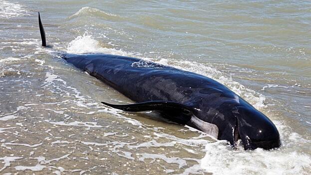 Массовый выброс на берег черных дельфинов обнаружен в Индонезии