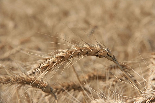 В Ростовской области аграриями собрано 6,7 млн зерновых культур