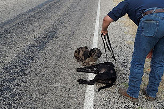 Горюющий пес охранял тело погибшей под колесами машины сестры