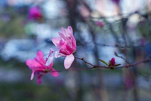 Герои России пополнили Аллею космонавтов в парке Сочи новыми магнолиями