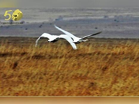 Лебеди прилетели на озеро Бильчир в Забайкалье