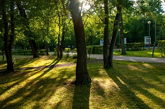 В гибели деревьев в центре Рязани оказались виноваты опасные насекомые