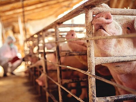 Вспышку африканской чумы свиней выявили на площадке агрохолдинга в Белгородской области