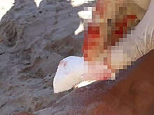 LADBible: пираньи в Аргентине покусали 46 человек