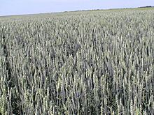 Томская область экспортировала продукцию АПК на $61,4 млн с начала года