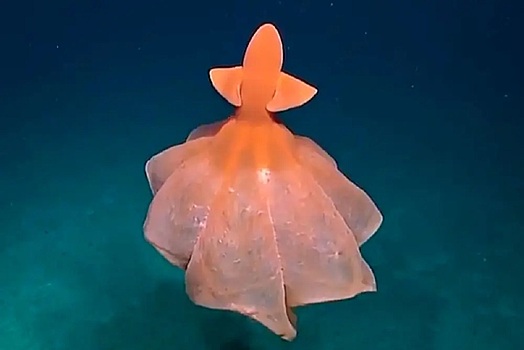 Океанологи заметили на глубине 5 000 м танцующего осьминога