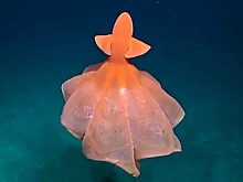 Океанологи заметили на глубине 5 000 м танцующего осьминога