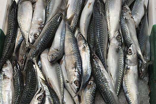 Россия резко нарастила закупки рыбы из одной страны на фоне проблем с уловом