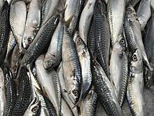 Россия резко нарастила закупки рыбы из одной страны на фоне проблем с уловом