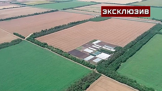 Высокий градус: как аномальная жара может отразиться на продовольственной безопасности РФ