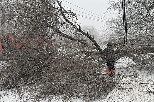 В российском городе из-за метели повалило десятки деревьев