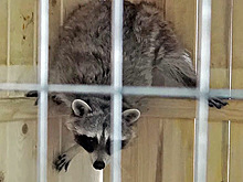 Енот из уральской колонии разругался с соседом-крокодилом