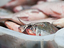 В США автомобиль сбил на дороге рыбу