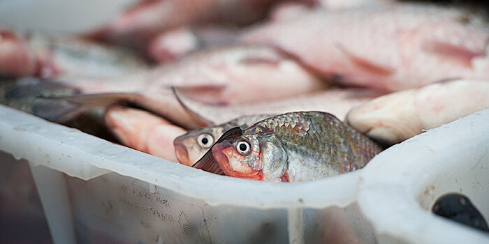 Ученые предложили выдавать населению рыбий жир