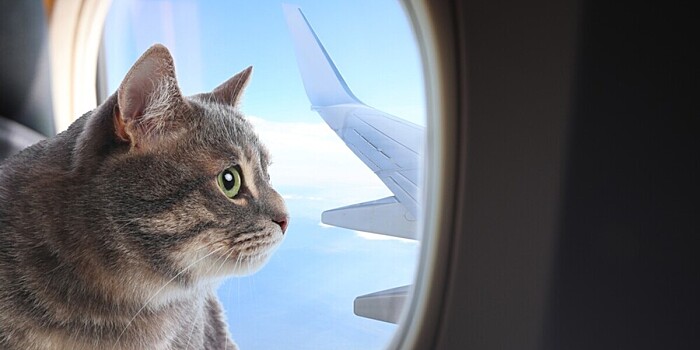 Кот сбежал в бизнес-класс на рейсе из Далласа в Сан-Франциско